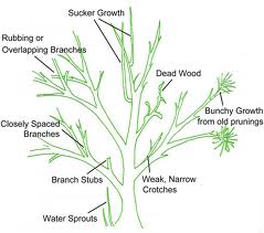 Golf course pruning pic