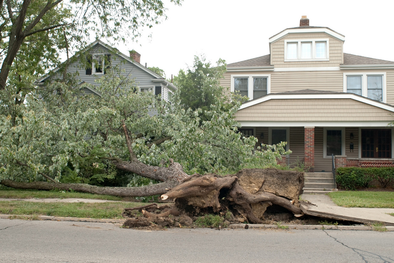 toppled-tree