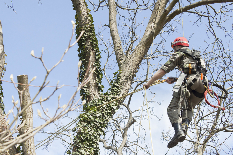 tree-pruning